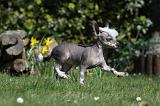 CHIEN NU CHINOIS 098